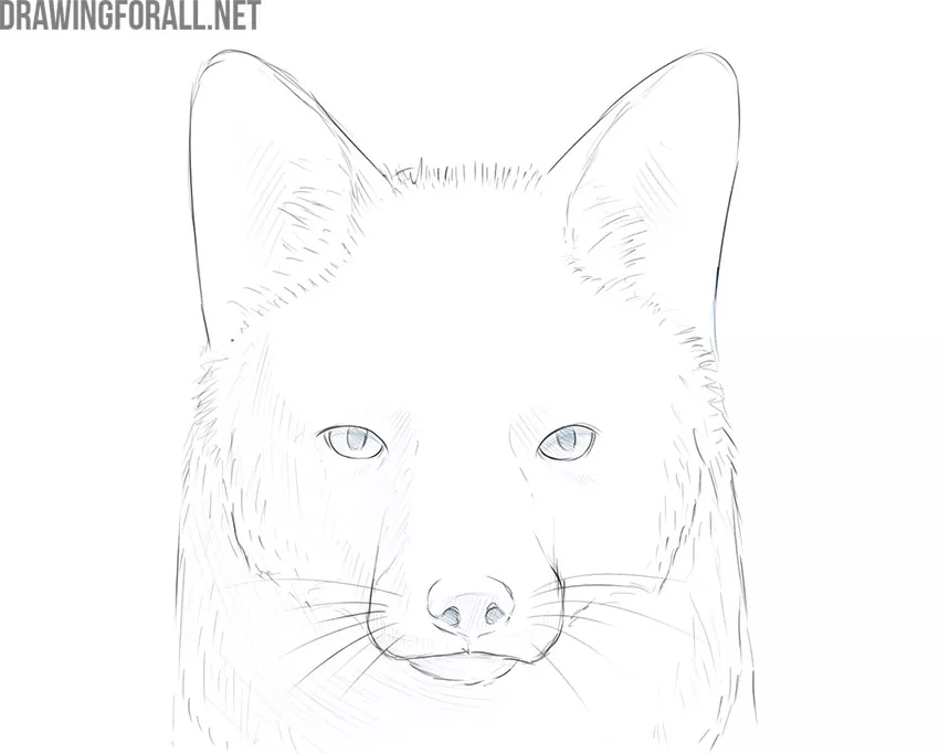 how to draw a fox face step by step