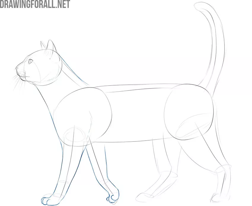 how to draw a realistic cat easy step by step