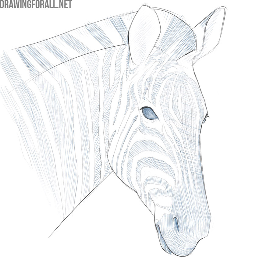 how to draw a realistic zebra face