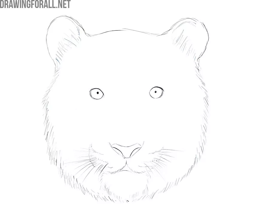 how to draw a tiger face realistic