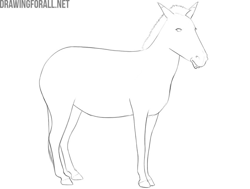 how to draw a zebra in an easy way