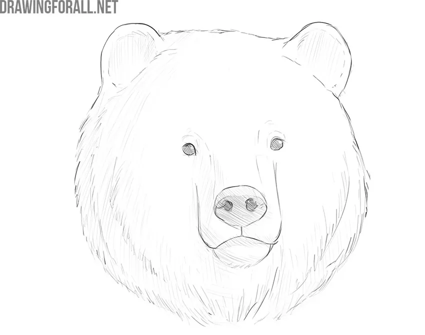 how to draw a bear face