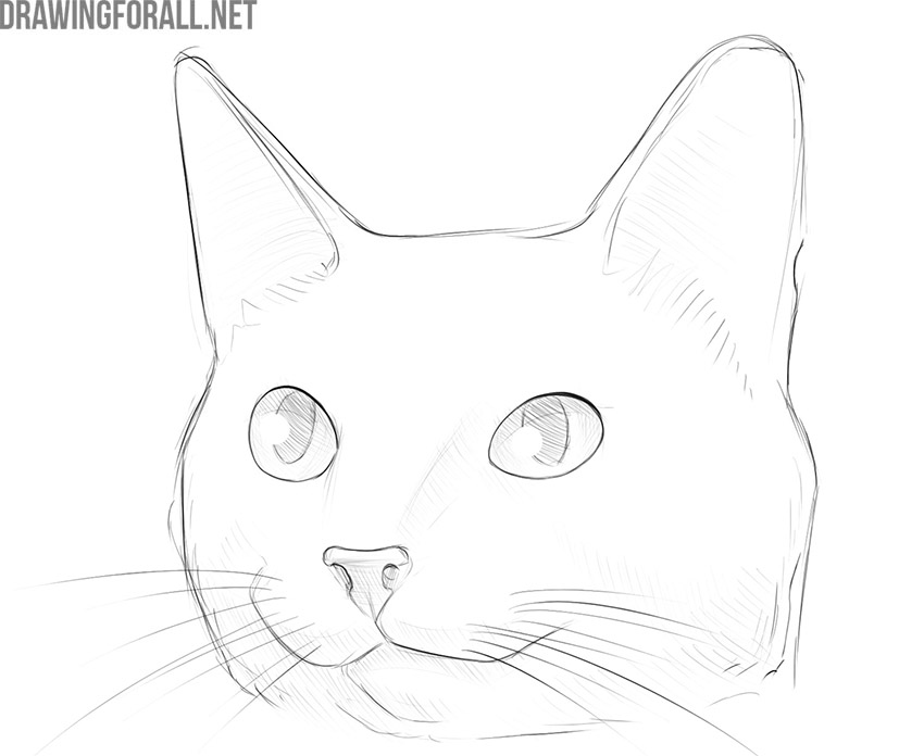 how to draw a cute cat