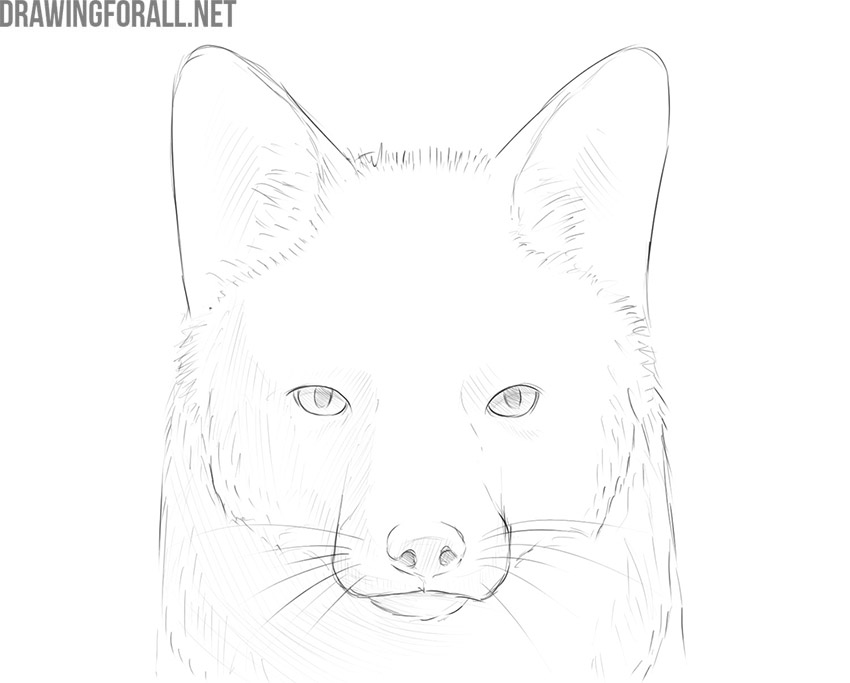 How To Draw A Fox Face