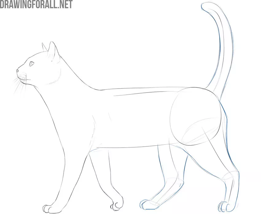 how to draw a realistic cat full body