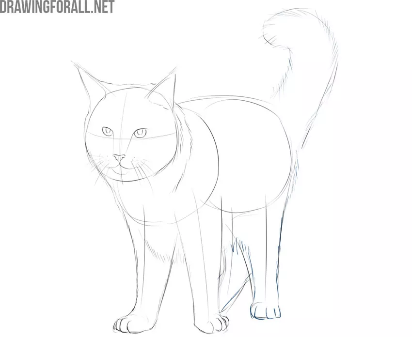 how to draw a realistic maine coon cat