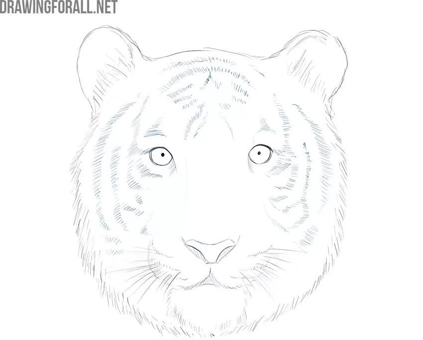 how to draw a tiger face step by step