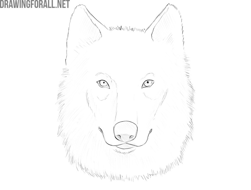 how to draw a wolf face