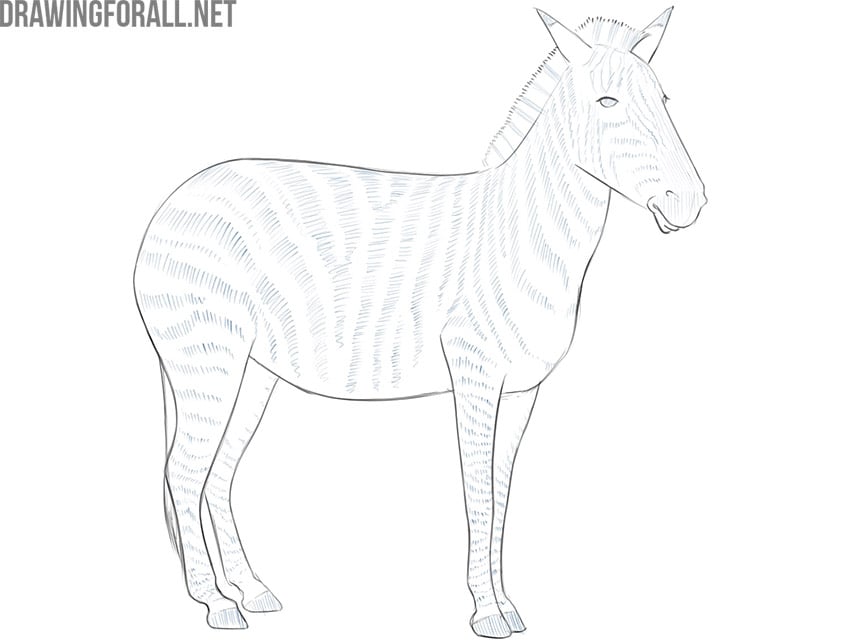 zebra drawing