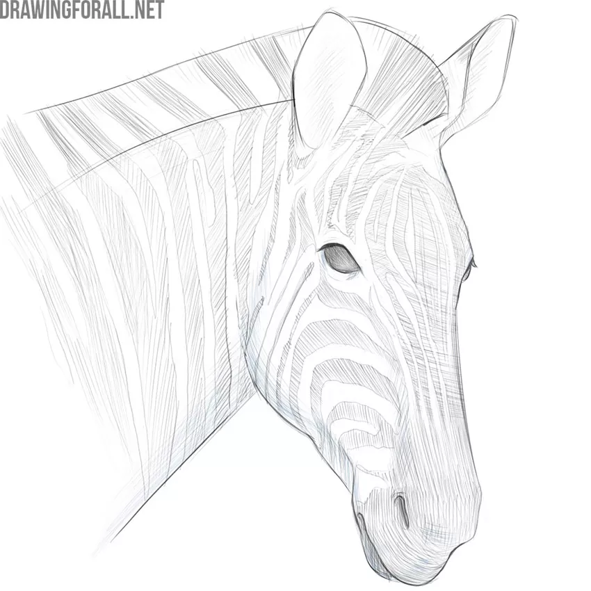 zebra face drawing