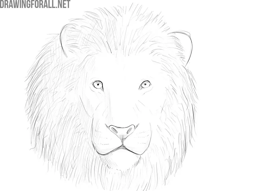 Lion Face Drawing - Drawing Skill