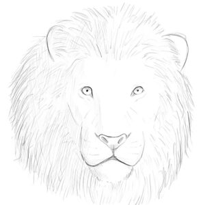How to draw a lion face