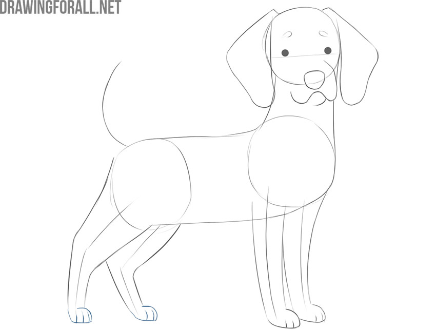 Sketch the pass of the hind legs