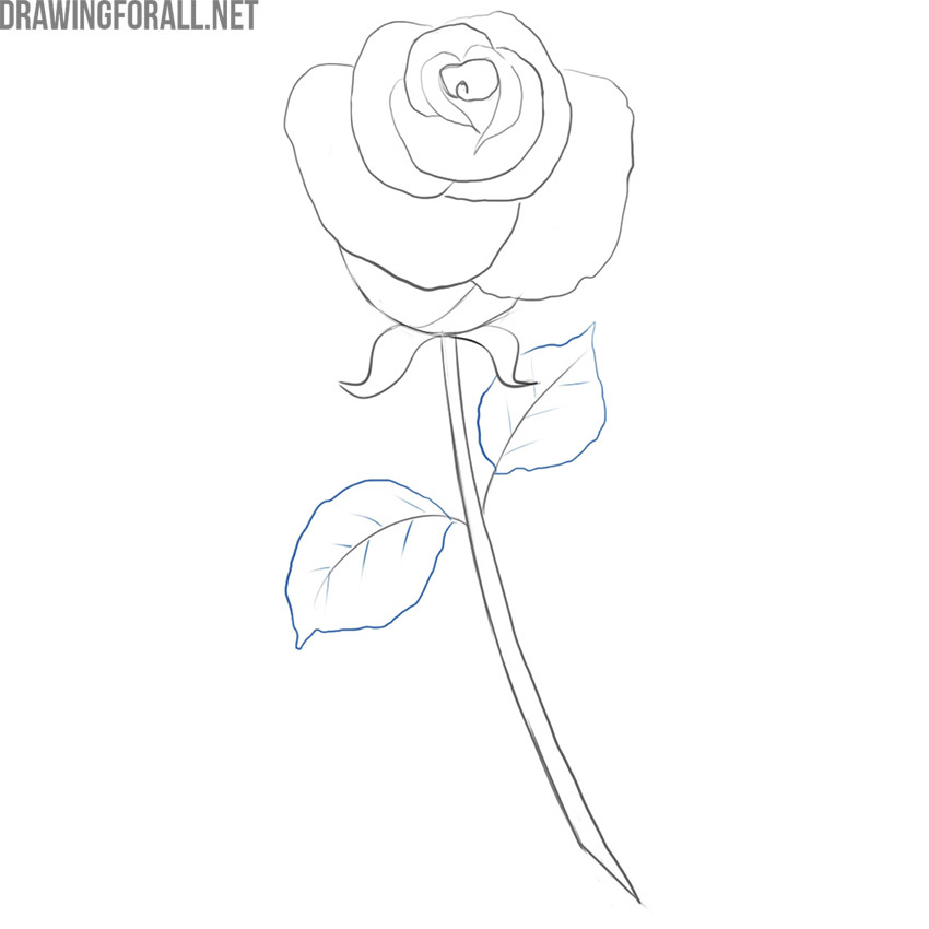 Draw the cartoon leaves of the rose