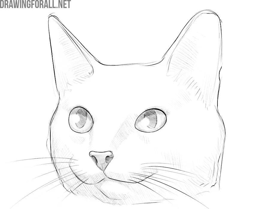 Complete the cute cat drawing