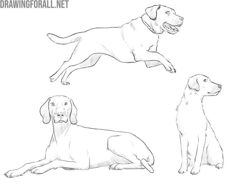 examples of dog drawing variations in different poses