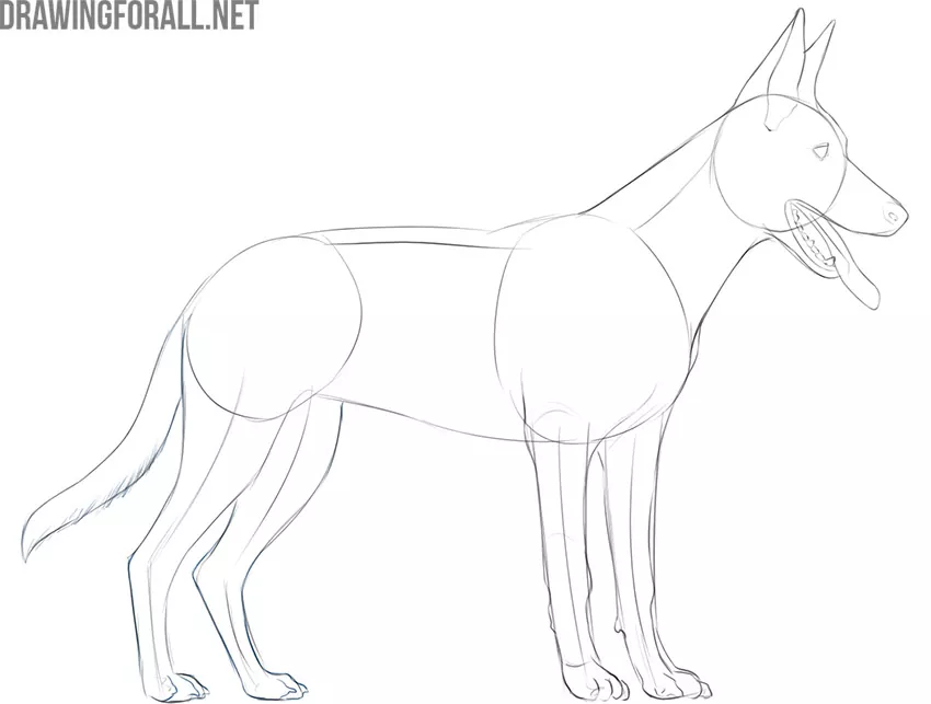 Refine the hind legs and tail