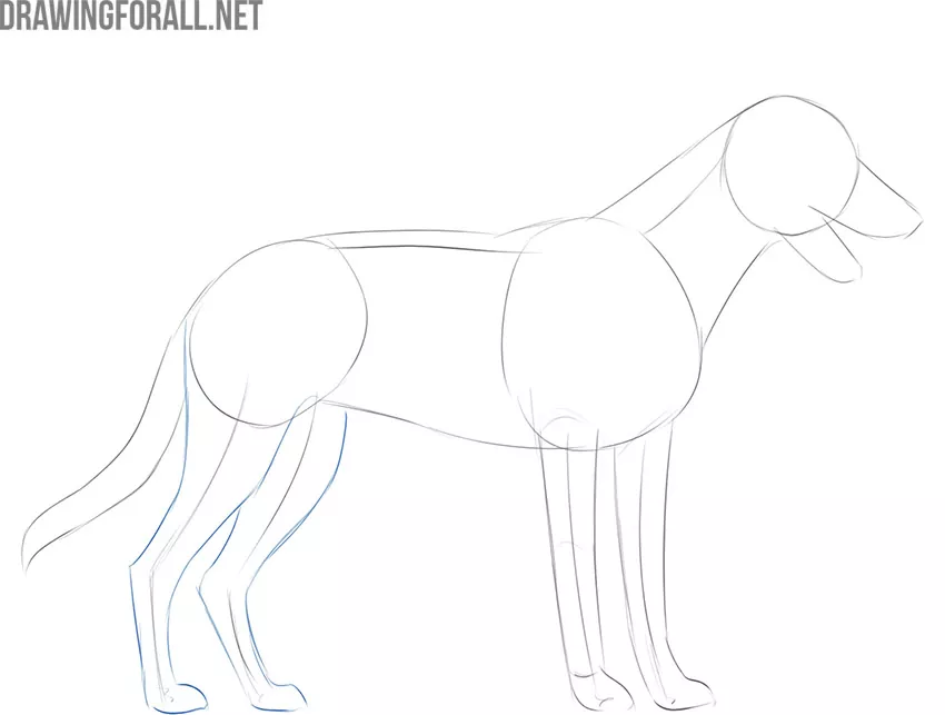 Build the hind leg structure