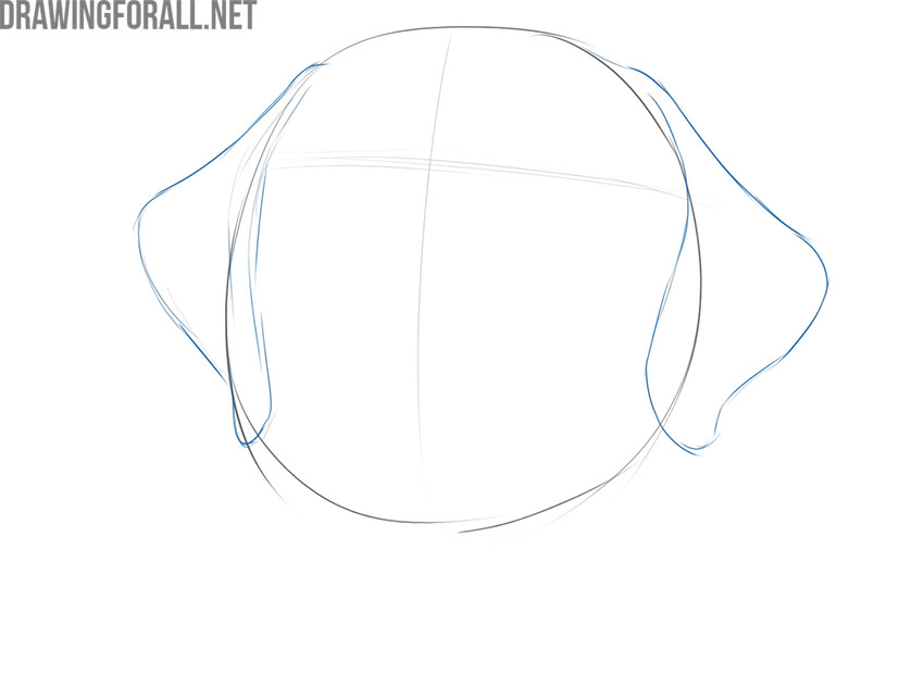 Sketch the ears with flowing lines