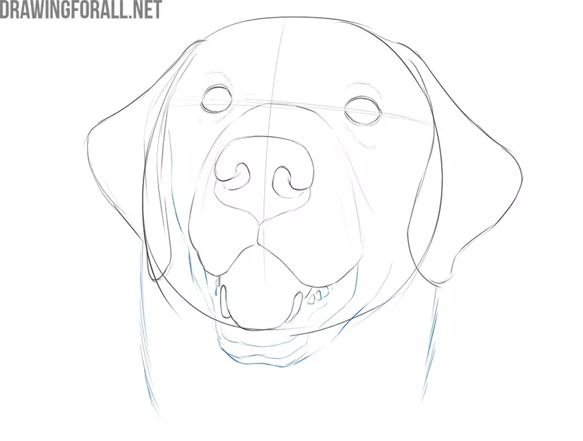 Draw the lower jaw of the dog