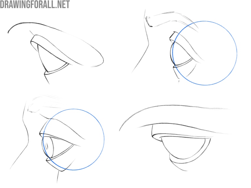 Eye structure drawings in side view