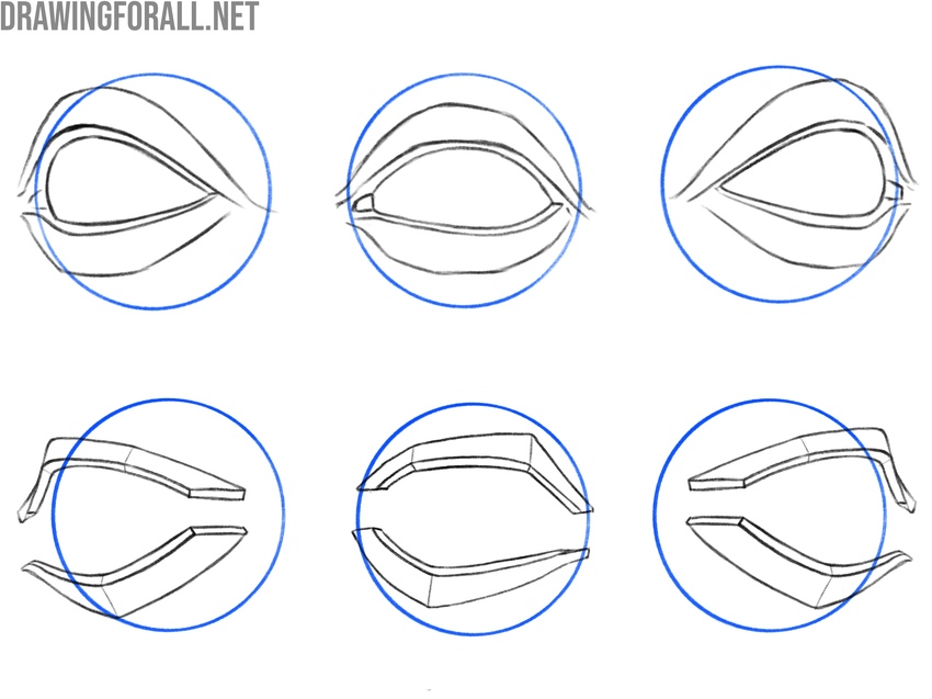 Structure and volume of the eyes and eyelids