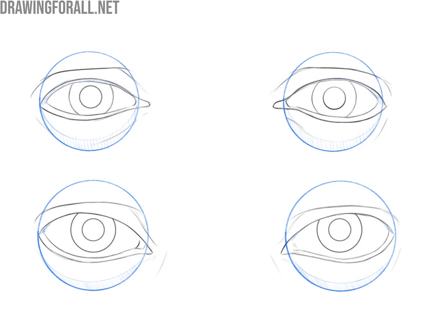 Eye construction and structure in front view