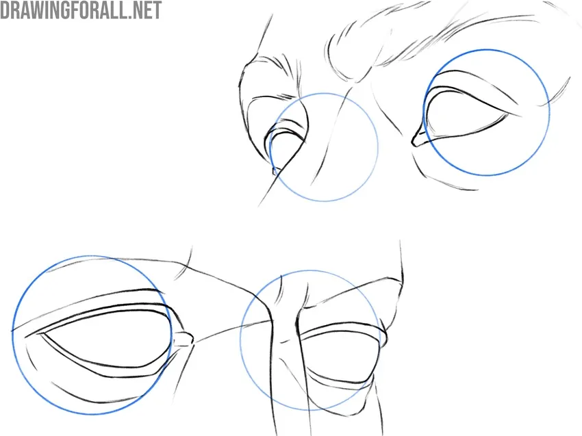 Eye structure and volume on the face