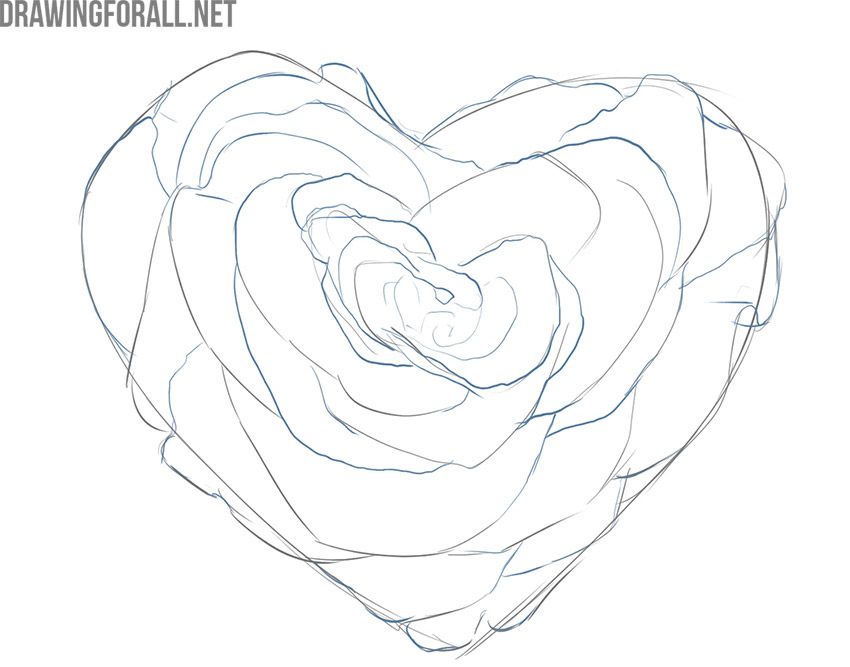 Drawing the smaller inner petals of the rose heart