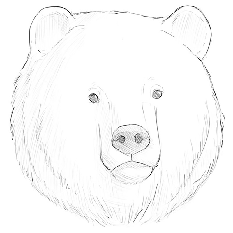 Bear Face Head Kids Coloring Easy Drawings Drawing Polar ...