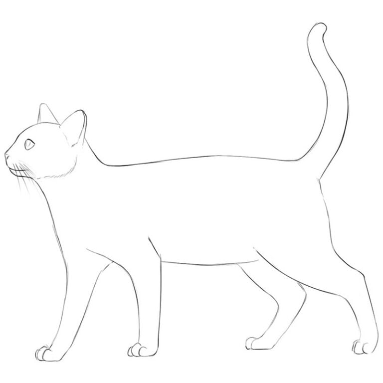 how to draw a cat easy