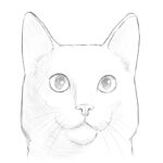 How to Draw a Cat Face