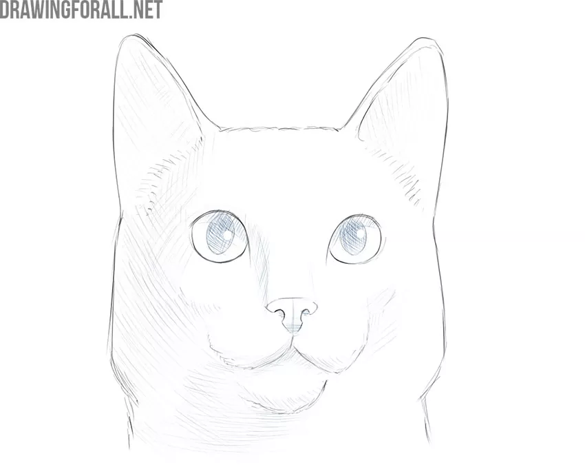 Cat pencil drawing 