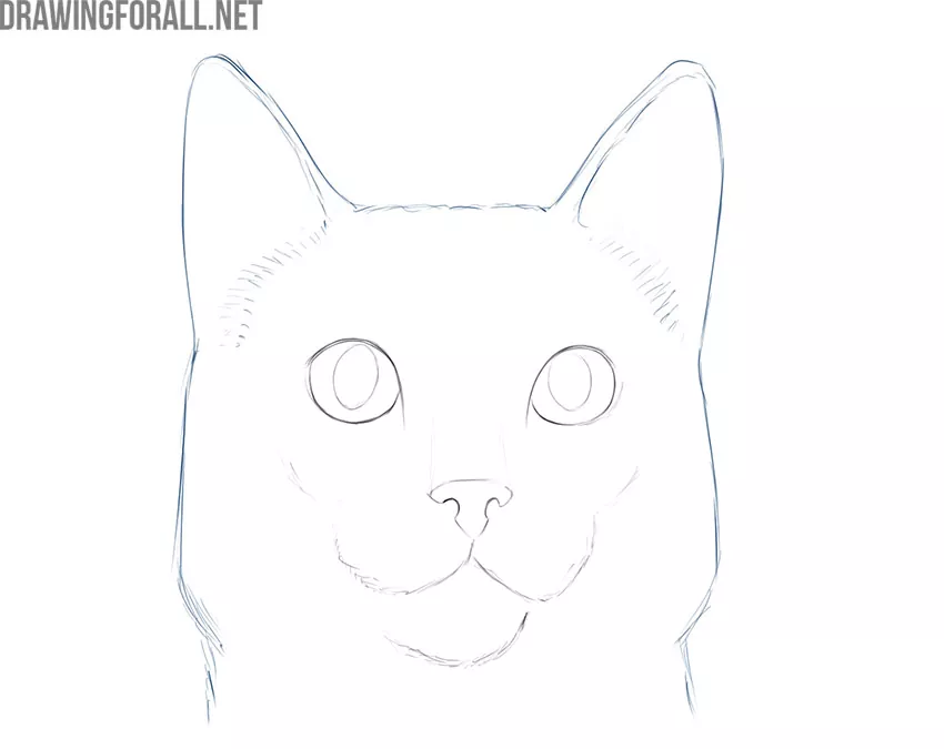 How to Draw a Cat  Angry Cat Expression  Cat Face  PRB ARTS