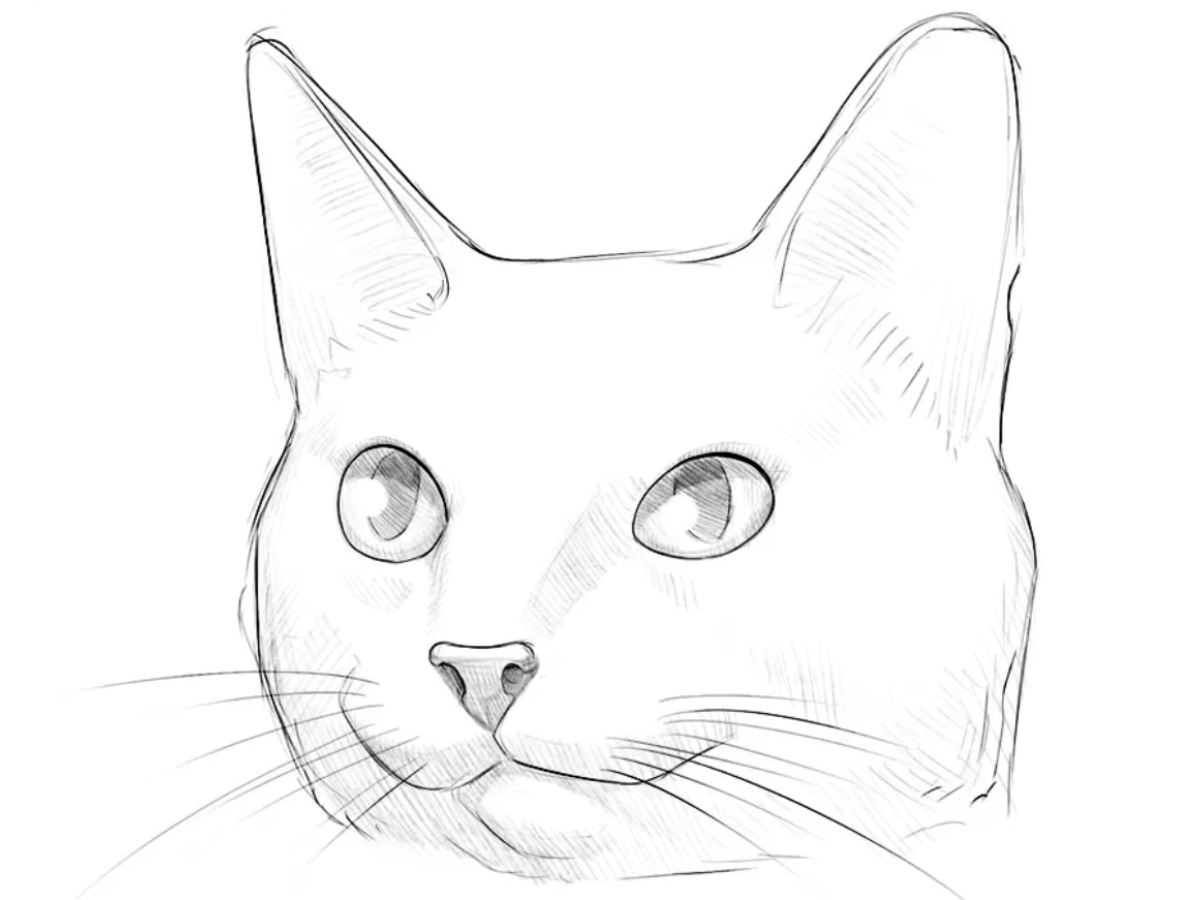 how to draw a cute cat featured image
