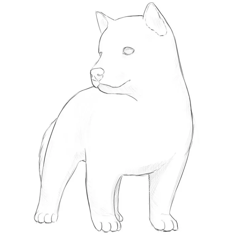 How to Draw a Cute Dog