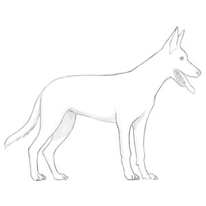 how to draw a dog