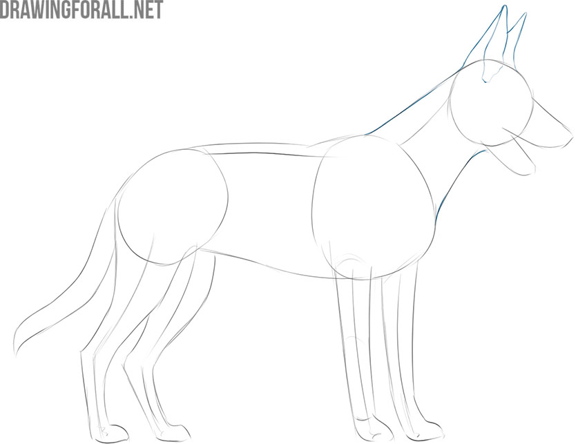 how to draw a dog body