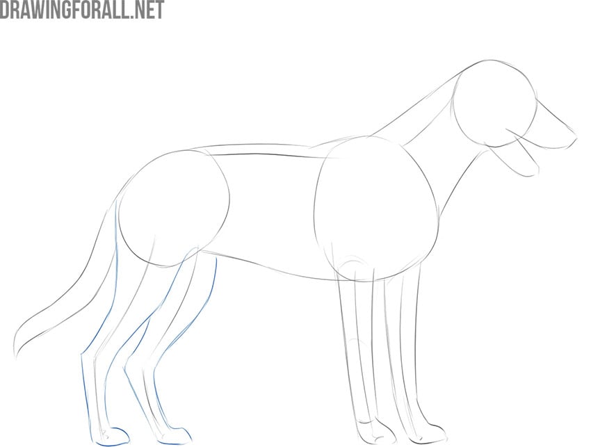 how to draw a dog easily