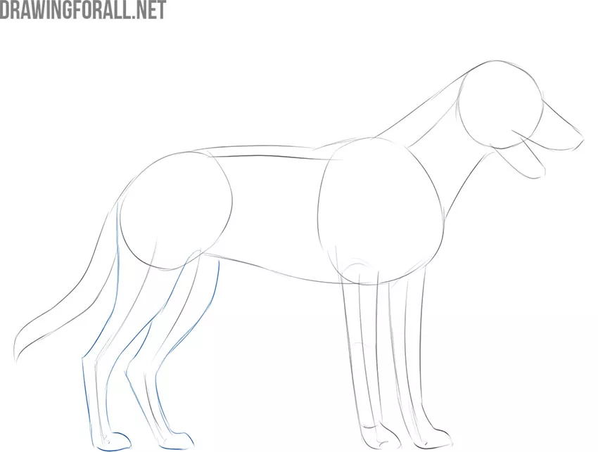 how to draw a dog easily