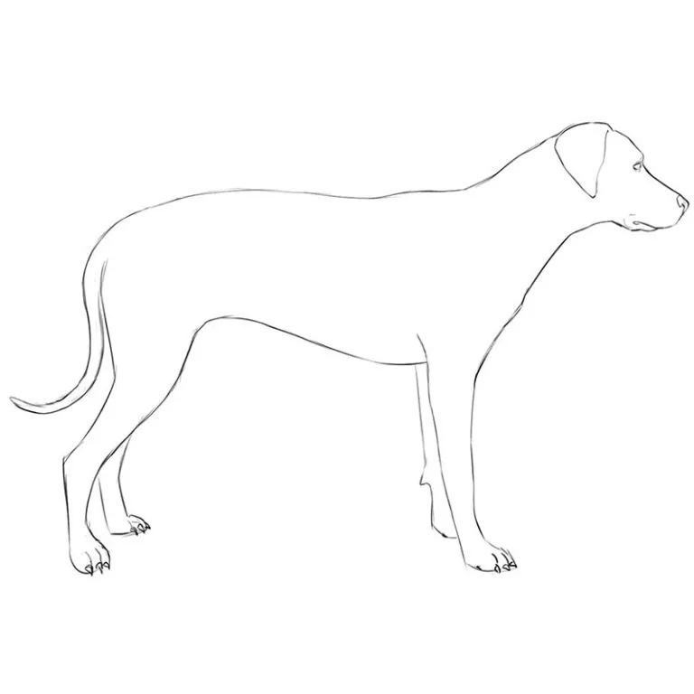 How to Draw a Dog Easy