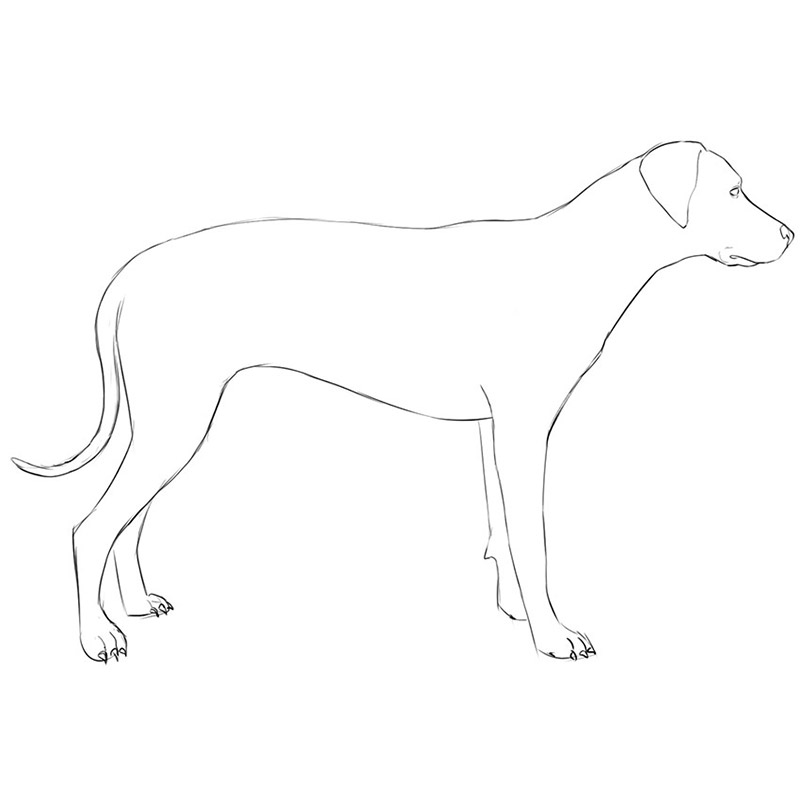 simple drawing of a dog