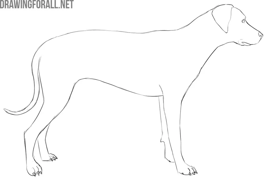 How to Draw an Easy Dog Face - Really Easy Drawing Tutorial