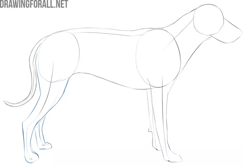 how to draw a dog easy for beginners