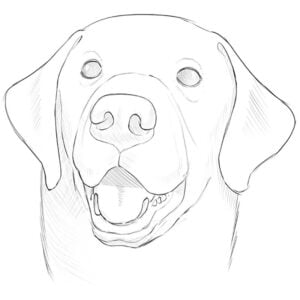 how to draw a dog face