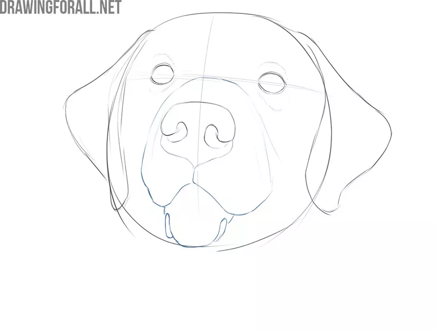 how to draw a dog face realistic