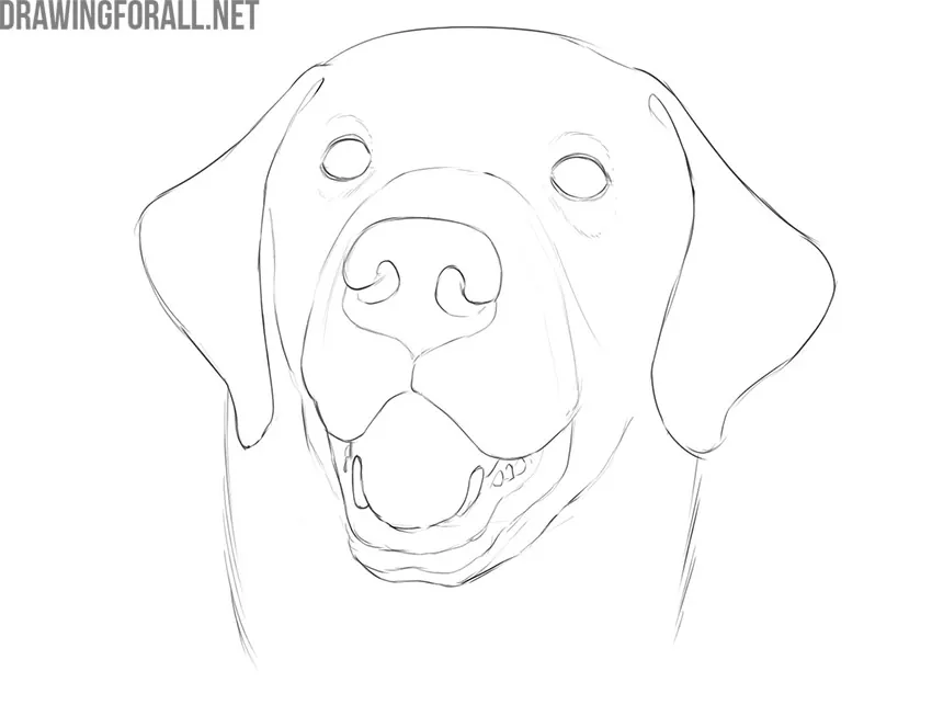how to draw a dog face step by step