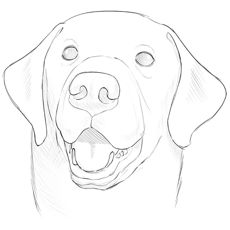 How to Draw a Dog Face