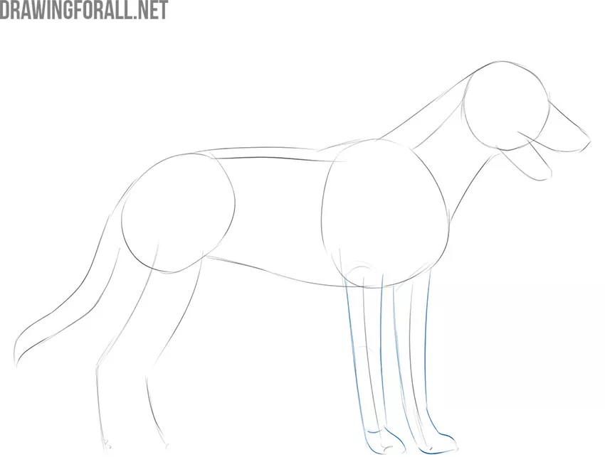 how to draw a dog for beginners