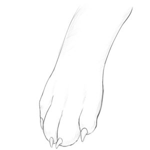 how to draw a dog paw